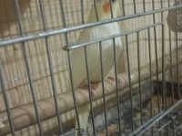 6 aylık lutino sultan papağanım