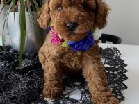 Red Toy Poodle Yavrular