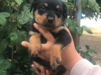 KOCA KAFA ANNE BABADAN NADİR KAN KÖPEĞİMİZ