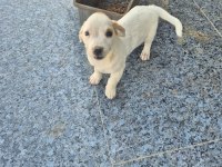 Ücretsiz sahiplendirme köpekler