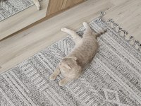 Uysal çok tatlı scottish fold
