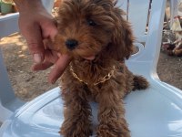 Dişi Yavru Poodle
