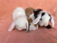 Hollanda teddy lop tavşanı