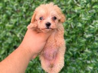 Maltipoo Yavrularımız