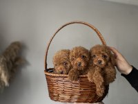 KOREKAN TOY POODLE YAVRULARIMIZ KİLO VE IRK GARANTİLİ