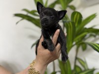 Pinscher değil chihuahua veriyoruz
