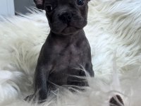 Oyuncu french bulldog yavrular