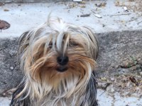 Erkek 6 aylık dişi 1 yaşında yorkshire terrier