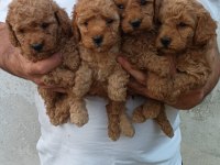 POODLE İÇİN BİRDE BİZE DANIŞIN