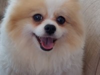 3 yaşında dişi pomeranian