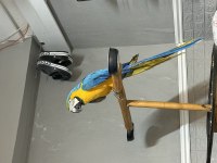 Macaw papağanımız 3 yaşında erkek