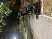 Üç Yaşında Rottweiler Çiftleştirme