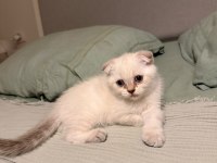 Uyguna Scottish Fold