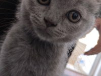 British Shorthair