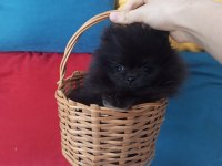 ORJİNAL POMERANİAN YAVRULAR