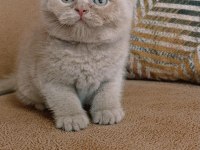55 günlük Fawn British Shorthair