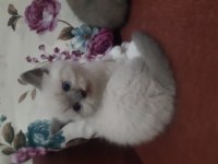 42 günlük british shorthair yavrularımız