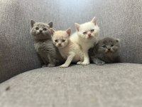 British Shorthair Yavrularım Yuvalarını Bekliyor..