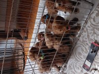 6 erkek ve 2 dişi poodle