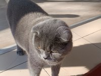 Ücretsiz sahiplendirme kedimiz