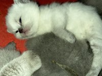REZERVE EDİLECEK YAVRU KEDİLER