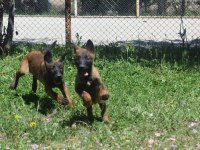 Dişi Malinois Yavrular