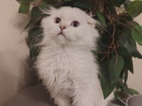 4 Aylık Uysal Scottish Fold Oğluşum