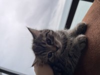 2 aylık yavru kedi british shorthair