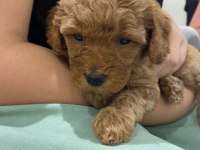 Yavru Toy Poodle