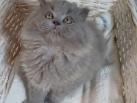 Anne altından british longhair bebekler