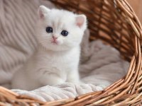 VETERİNER KLİNİĞİNDE TESLİM BRİTİSH BEBEKLER