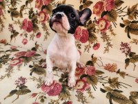 SAFKAN IRK FRENCH BULLDOG ERKEK YAVRULAR