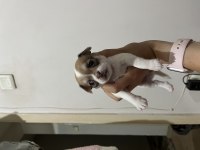 1 Aylık Chihuahua Yavrular