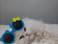 İran kedisi bademe yeni yuva arıyoruz
