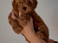Toypoodle Yavrularımız