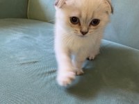 26 nisan doğumlu, safkan dişi scottish fold yavrumuz