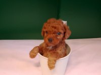 A kalite teacup poodle bebeklerimiz