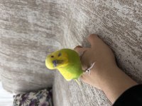 Hazır Takım ve Eşe hazır dişi muhabbet kuşu