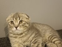 Scottish fold prensesim acil yuva arıyor
