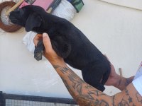 CANE CORSO BEBEKLER