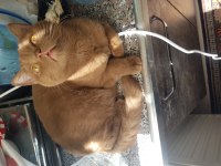 Hiç bulunmayan bir renk british shorthair