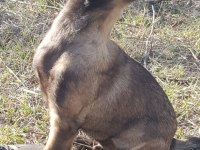 Malinois yavrularımız safkan