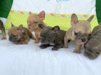 FRENCH BULLDOG