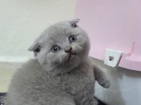 British Shorthair Ve Scottish Fold