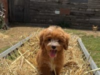 BİBLO MALTİPOO GÜLEN YÜZ