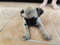 PUG KÖPEĞİ HERŞEYİ TAM