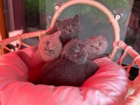Scottish Fold bebeklerimiz