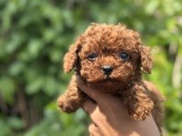 EXOTIC PET CLUB TOY POODLE