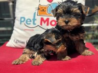 Petmode köpek çiftliğinden tea cup yorkshire terrier