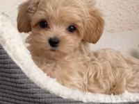Maltipoo Yavrularımız Acık Ve Esmer Renk Çeşitler